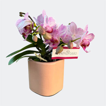 94. Melody – Mini Phalaenopsis Orchid – 7cm Nursery Pot – Approx. 25cm Tall