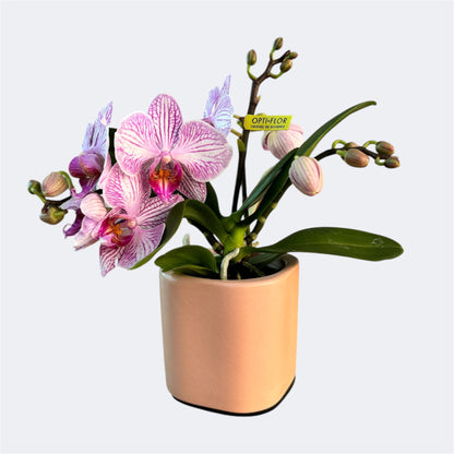 94. Melody – Mini Phalaenopsis Orchid – 7cm Nursery Pot – Approx. 25cm Tall