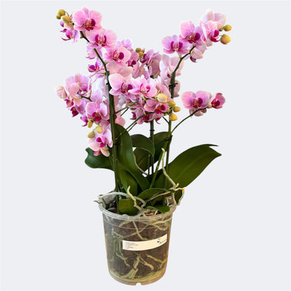 3️⃣6️⃣.Duetto Orchids – Double the Elegance in One Pot | 50cm Tall | 17cm Nursery Pot | Live Flowering Indoor Plant