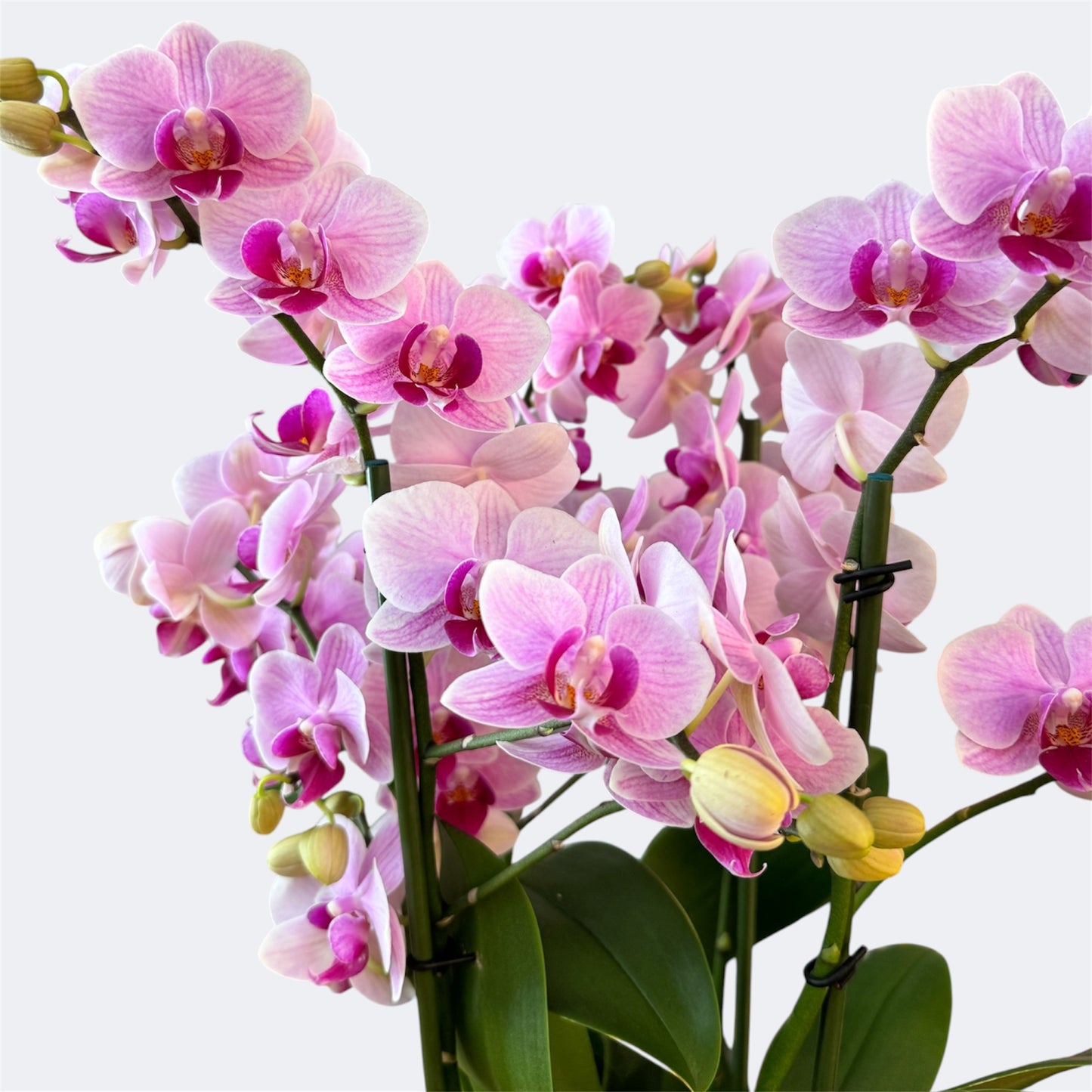 3️⃣6️⃣.Duetto Orchids – Double the Elegance in One Pot | 50cm Tall | 17cm Nursery Pot | Live Flowering Indoor Plant