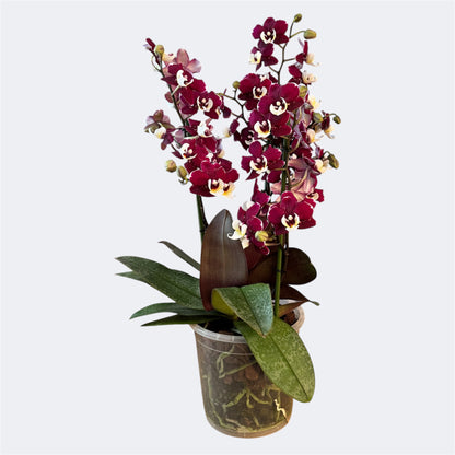 3️⃣6️⃣.Duetto Orchids – Double the Elegance in One Pot | 50cm Tall | 17cm Nursery Pot | Live Flowering Indoor Plant