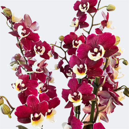 3️⃣6️⃣.Duetto Orchids – Double the Elegance in One Pot | 50cm Tall | 17cm Nursery Pot | Live Flowering Indoor Plant