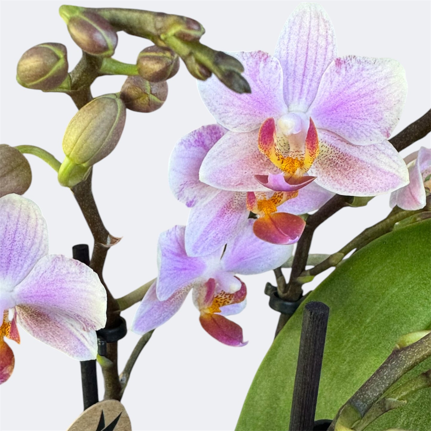 2️⃣1️⃣. Armenia Peloric Orchid – 9cm Nursery Pot – Approx. 35cm Tall