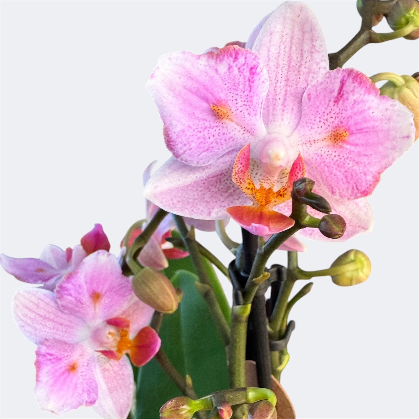 2️⃣1️⃣. Armenia Peloric Orchid – 9cm Nursery Pot – Approx. 35cm Tall