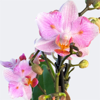 2️⃣1️⃣. Armenia Peloric Orchid – 9cm Nursery Pot – Approx. 35cm Tall