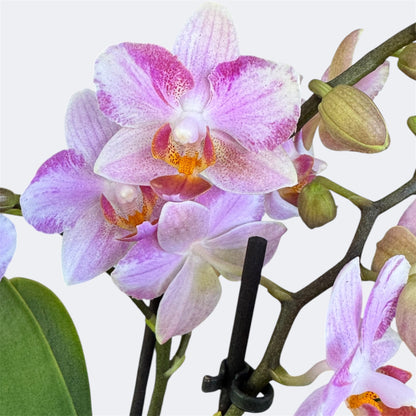 2️⃣1️⃣. Armenia Peloric Orchid – 9cm Nursery Pot – Approx. 35cm Tall