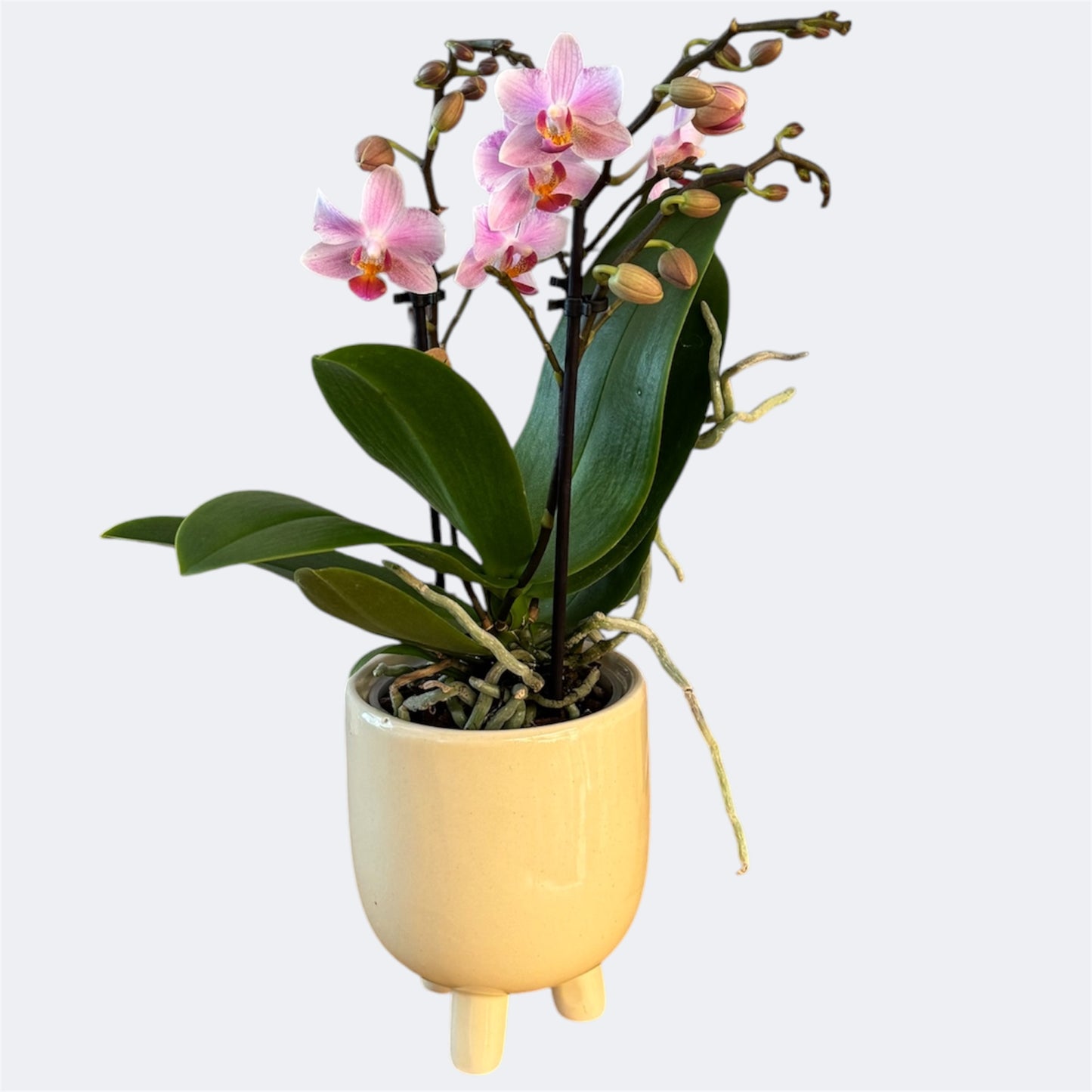 2️⃣1️⃣. Armenia Peloric Orchid – 9cm Nursery Pot – Approx. 35cm Tall