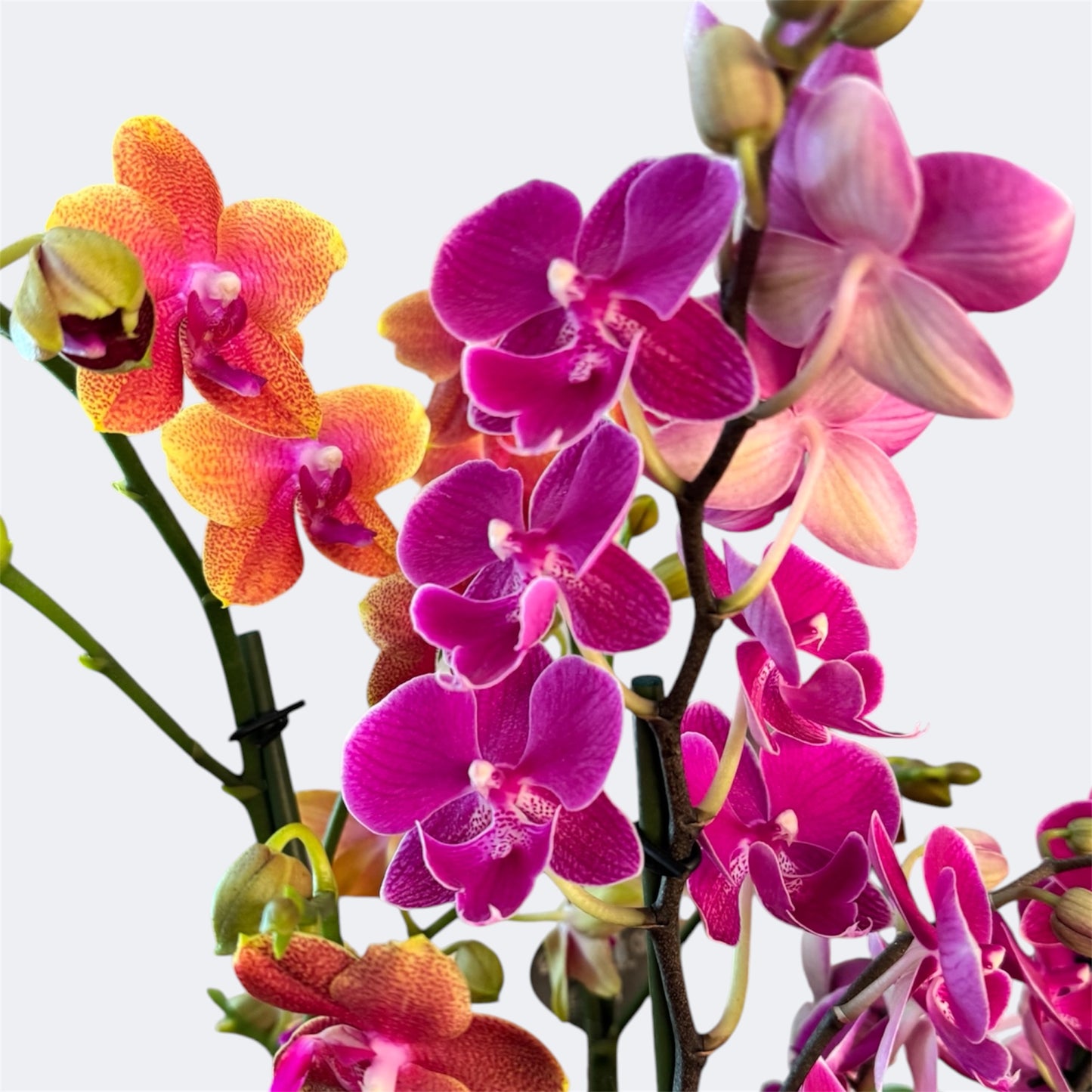 3️⃣6️⃣.Duetto Orchids – Double the Elegance in One Pot | 50cm Tall | 17cm Nursery Pot | Live Flowering Indoor Plant