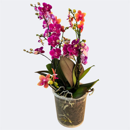 3️⃣6️⃣.Duetto Orchids – Double the Elegance in One Pot | 50cm Tall | 17cm Nursery Pot | Live Flowering Indoor Plant
