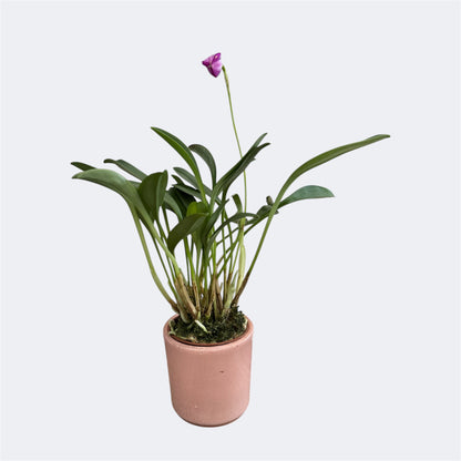 5️⃣. Masdevallia Orchid Mix – Miniature Species Orchid – 6cm Nursery Pot – Approx. 18cm Tall