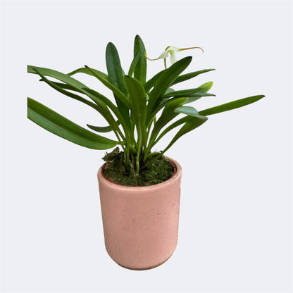 5️⃣. Masdevallia Orchid Mix – Miniature Species Orchid – 6cm Nursery Pot – Approx. 18cm Tall