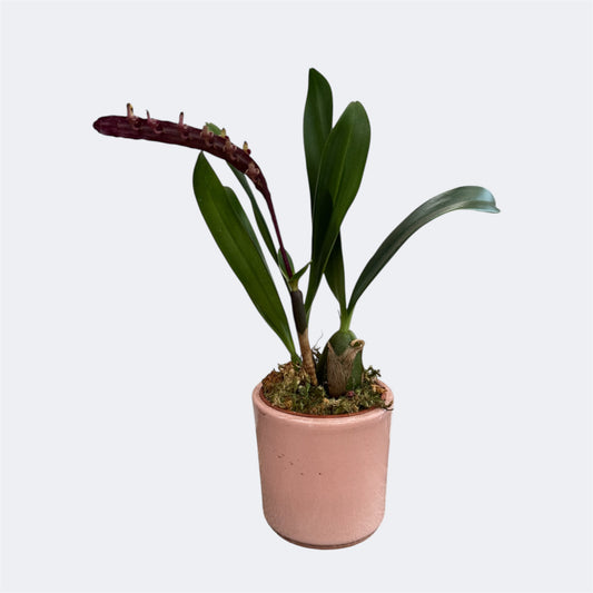 6️⃣8️⃣. Bulbophyllum Falcatum – Rare Species Orchid – 6cm Nursery Pot – Approx. 18cm Tall