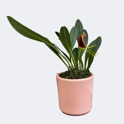 5️⃣. Masdevallia Orchid Mix – Miniature Species Orchid – 6cm Nursery Pot – Approx. 18cm Tall