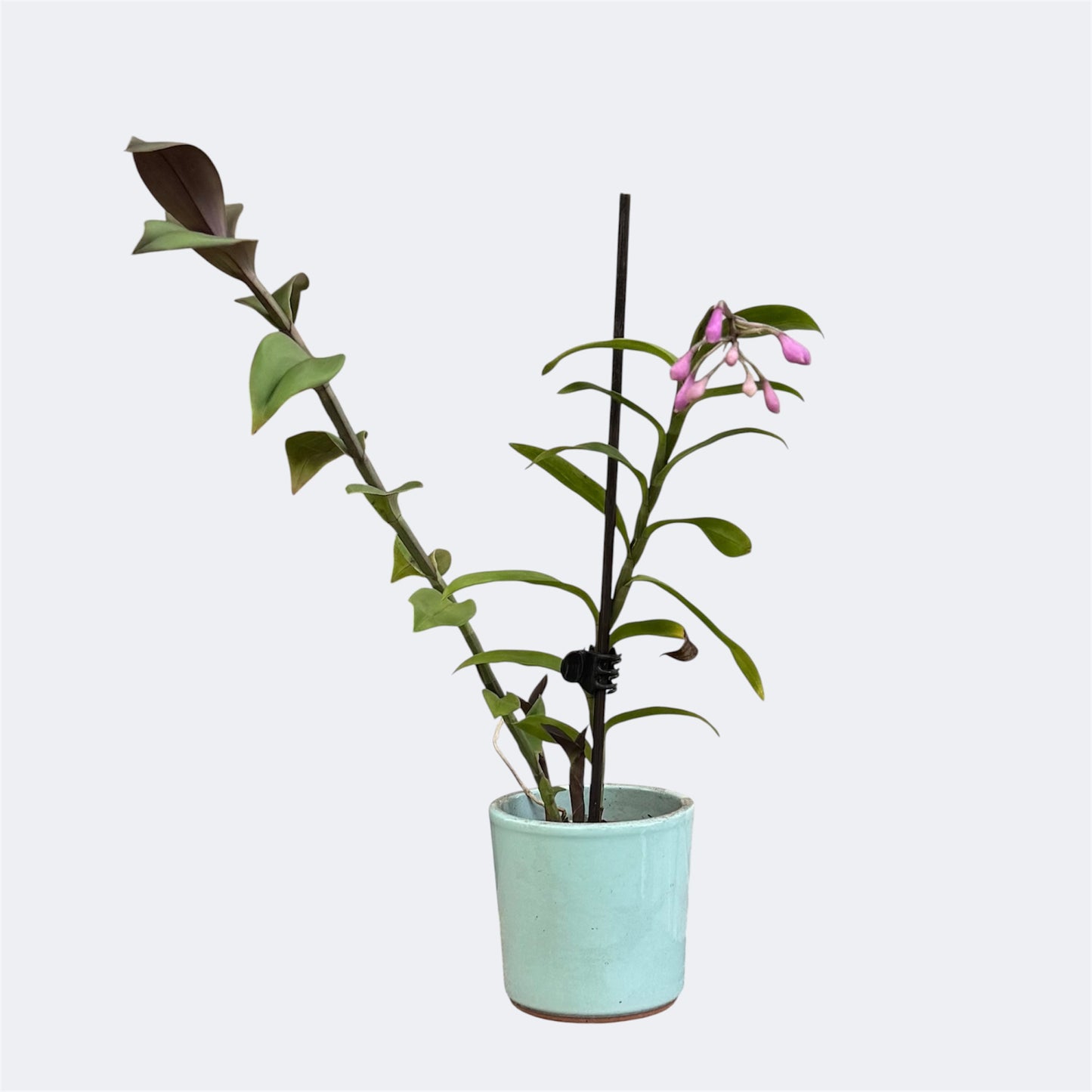 4️⃣4️⃣.Epidendrum Anika – Rare Miniature Orchid – 6cm Nursery Pot – Approx. 30cm Tall