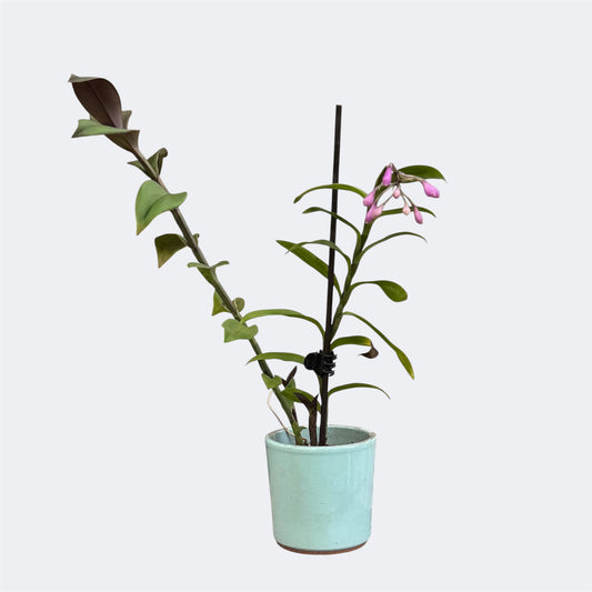 4️⃣4️⃣.Epidendrum Anika – Rare Miniature Orchid – 6cm Nursery Pot – Approx. 30cm Tall
