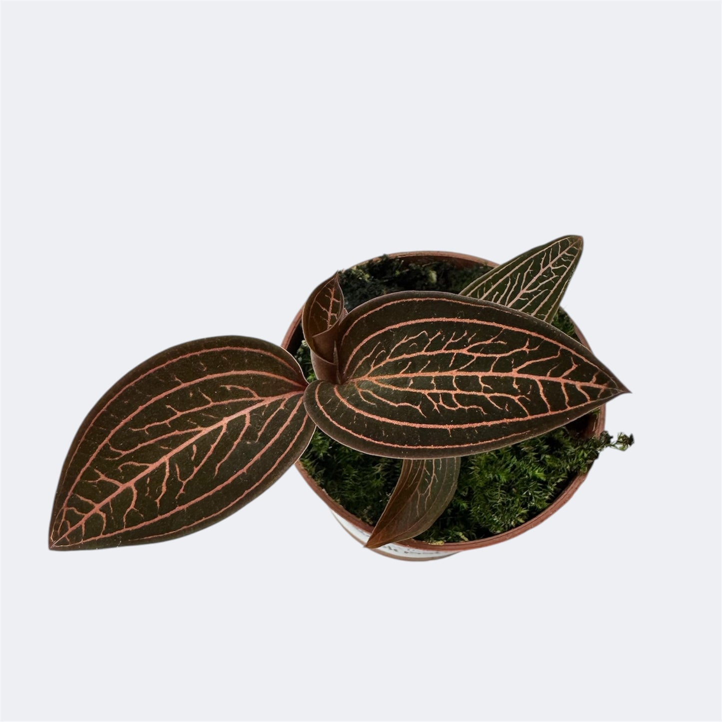 5️⃣1️⃣. Ludisia Anoectochilus Chapaensis – Rare Jewel Orchid – 6cm Nursery Pot – Approx. 10cm Tall