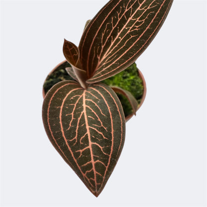 5️⃣1️⃣. Ludisia Anoectochilus Chapaensis – Rare Jewel Orchid – 6cm Nursery Pot – Approx. 10cm Tall