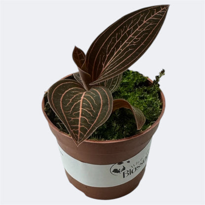 5️⃣1️⃣. Ludisia Anoectochilus Chapaensis – Rare Jewel Orchid – 6cm Nursery Pot – Approx. 10cm Tall