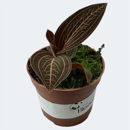 5️⃣1️⃣. Ludisia Anoectochilus Chapaensis – Rare Jewel Orchid – 6cm Nursery Pot – Approx. 10cm Tall