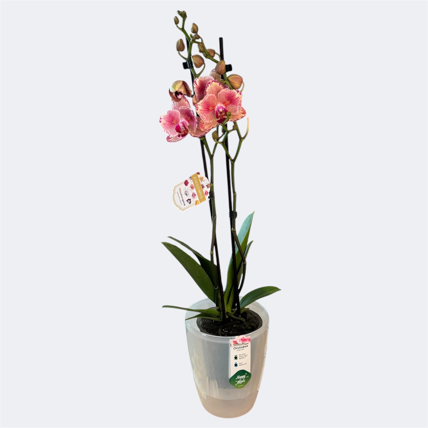 5️⃣9️⃣. Pirate Picotee Peloric Butterfly Orchid – Phalaenopsis | Approx. 60cm Tall | 12cm Nursery Pot