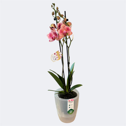 5️⃣9️⃣. Pirate Picotee Peloric Butterfly Orchid – Phalaenopsis | Approx. 60cm Tall | 12cm Nursery Pot