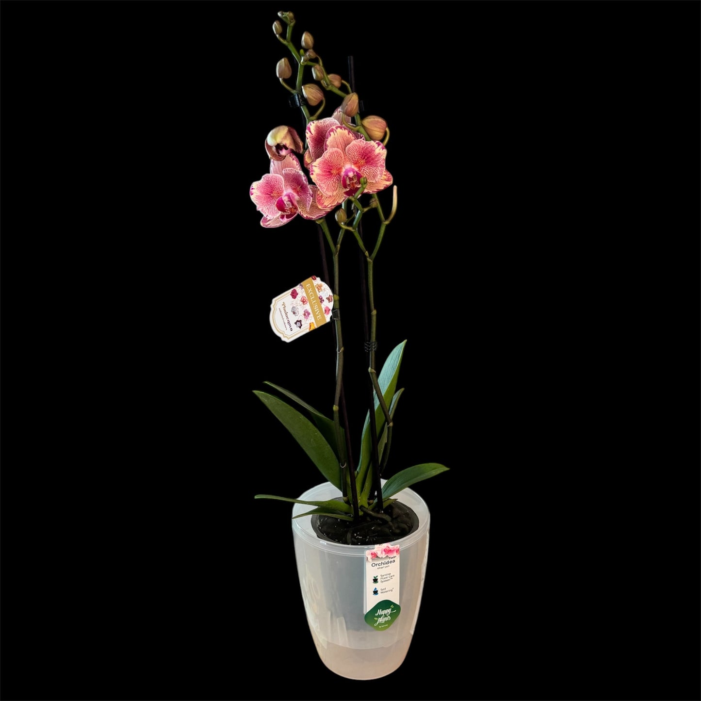 5️⃣9️⃣. Pirate Picotee Peloric Butterfly Orchid – Phalaenopsis | Approx. 60cm Tall | 12cm Nursery Pot