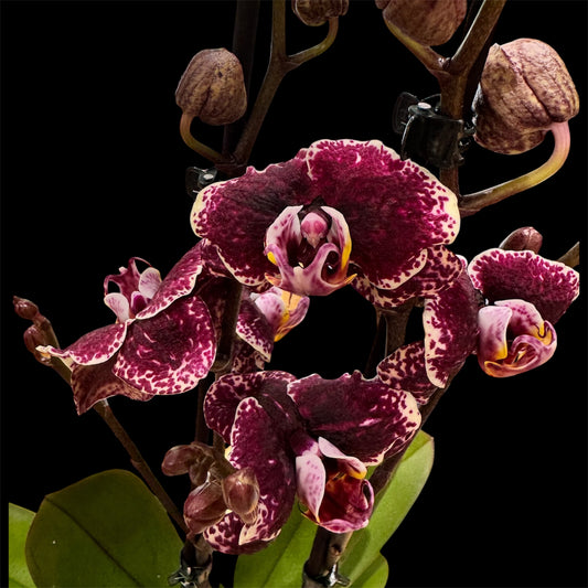 5️⃣2️⃣. Splash Peloric Version – Rare Peloric Phalaenopsis Orchid – 12cm Nursery Pot – Approx. 60cm Tall