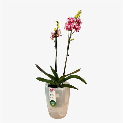 4️⃣. Madonna Peloric – Rare Peloric Phalaenopsis Orchid – 12cm Nursery Pot – Approx. 55cm Tall