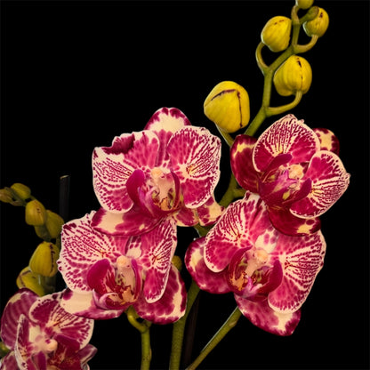 4️⃣. Madonna Peloric – Rare Peloric Phalaenopsis Orchid – 12cm Nursery Pot – Approx. 55cm Tall