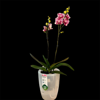 4️⃣. Madonna Peloric – Rare Peloric Phalaenopsis Orchid – 12cm Nursery Pot – Approx. 55cm Tall