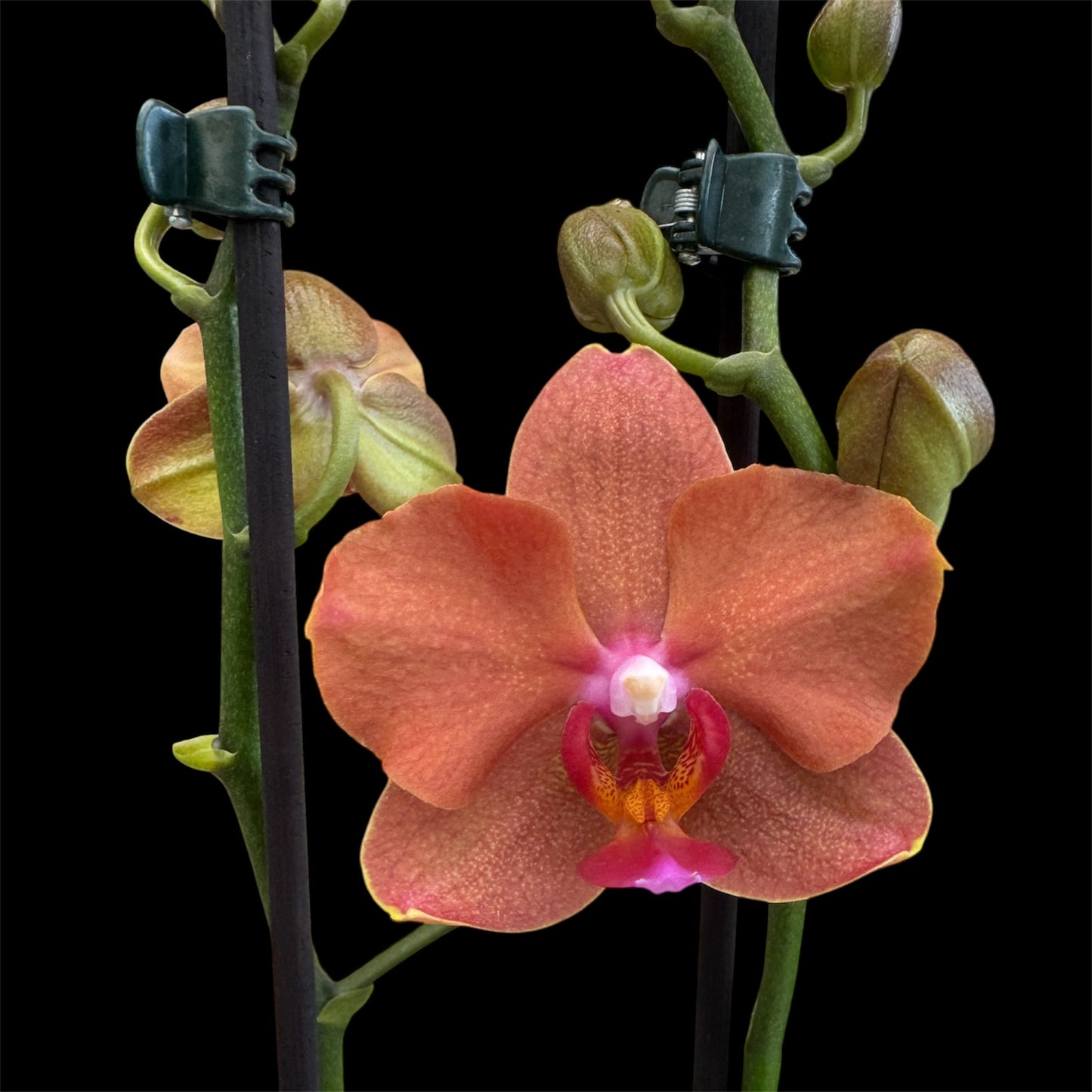 5️⃣3️⃣. Bolzano – Elegant Copper Phalaenopsis Orchid – 12cm Nursery Pot – Approx. 50cm Tall