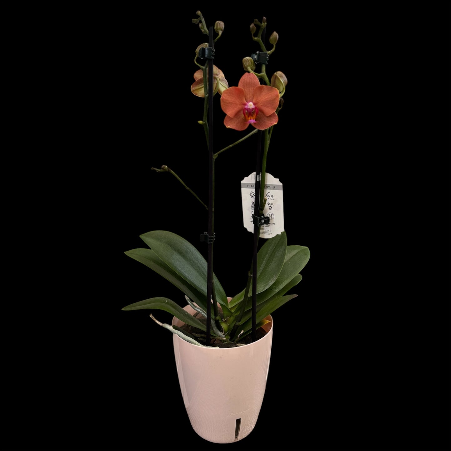 5️⃣3️⃣. Bolzano – Elegant Copper Phalaenopsis Orchid – 12cm Nursery Pot – Approx. 50cm Tall