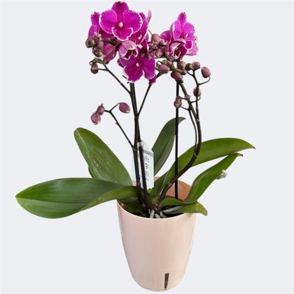 2️⃣3️⃣. Bear Big Lip Orchid – 12cm Nursery Pot – Approx. 40cm Tall – Deep Magenta Big Lip Blooms