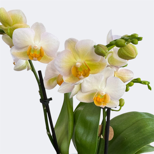 9️⃣6️⃣. Burgundy – Mini Phalaenopsis Orchid – 9cm Nursery Pot – Approx. 35cm Tall