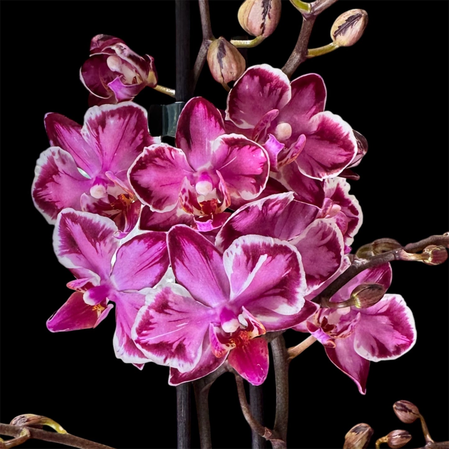 2️⃣5️⃣. YOUNGHOME KALEIDO – Phalaenopsis Orchid | 12cm Nursery Pot | Approx. 50cm Tall