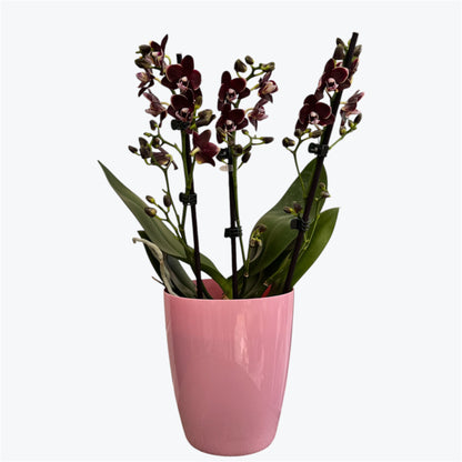 101. BANANA CHOCOLATE – Phalaenopsis Orchid | 12cm Nursery Pot | Approx. 40cm Tall