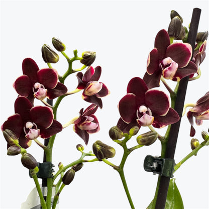 101. BANANA CHOCOLATE – Phalaenopsis Orchid | 12cm Nursery Pot | Approx. 40cm Tall