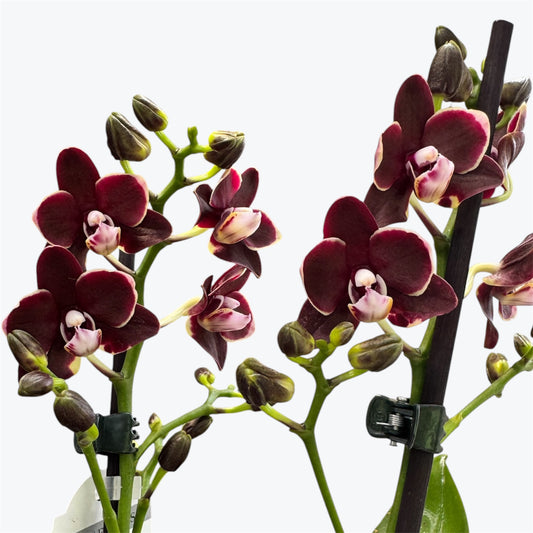 101. BANANA CHOCOLATE – Phalaenopsis Orchid | 12cm Nursery Pot | Approx. 40cm Tall