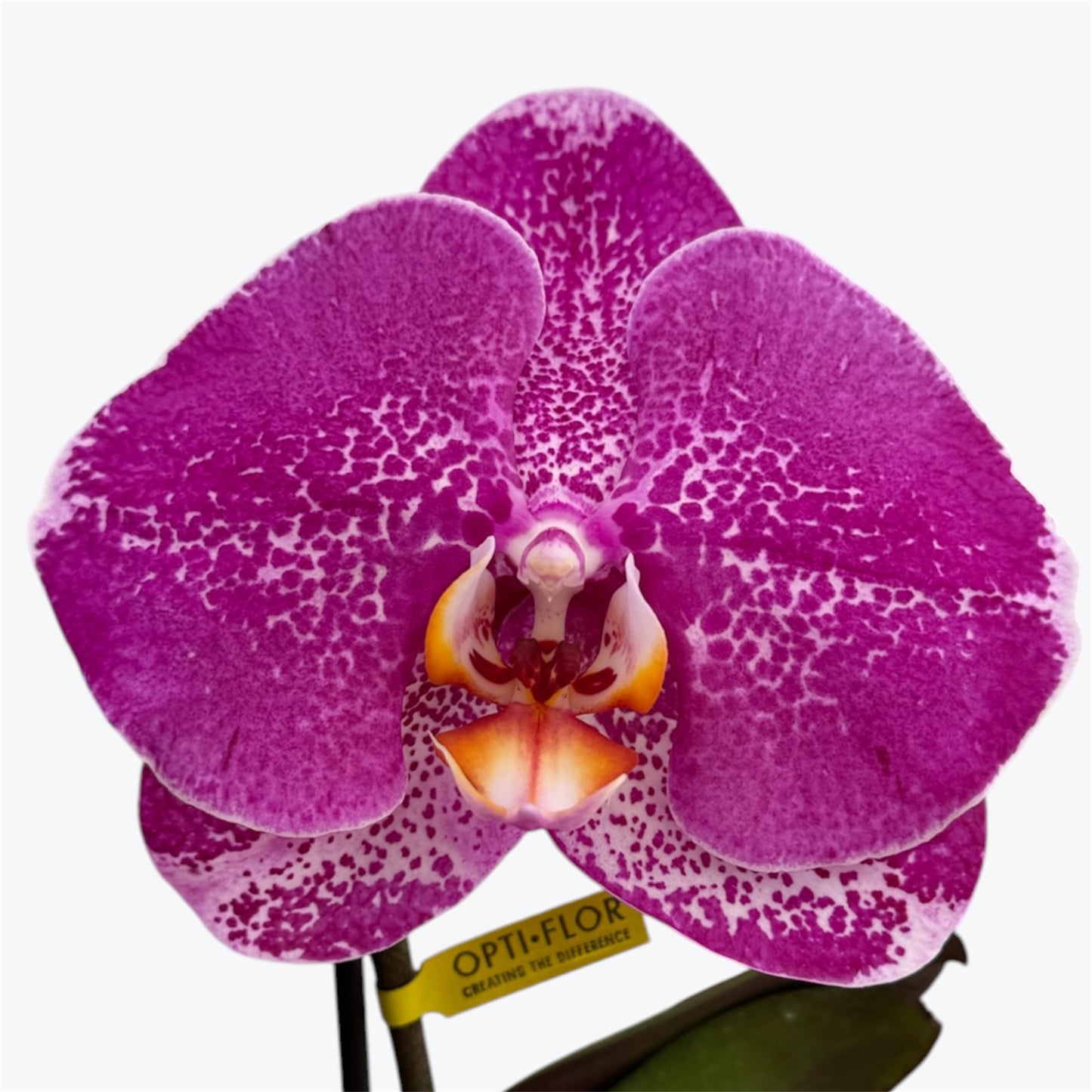 2️⃣7️⃣. Singolo XXL Bloom Orchid – Phalaenopsis | Approx. 40–50cm Tall | 9cm Nursery Pot