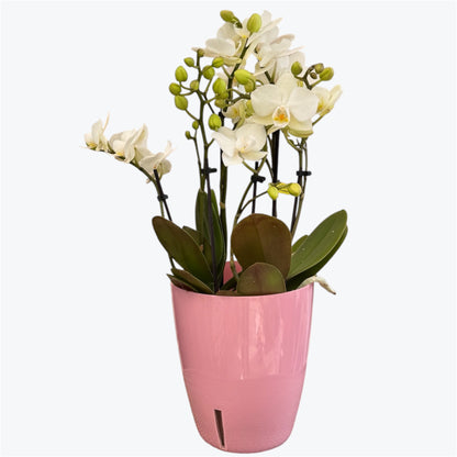 102. SANDRA DOUBLE PLANT – Phalaenopsis Orchid | 10.5cm Nursery Pot | Approx. 40cm Tall