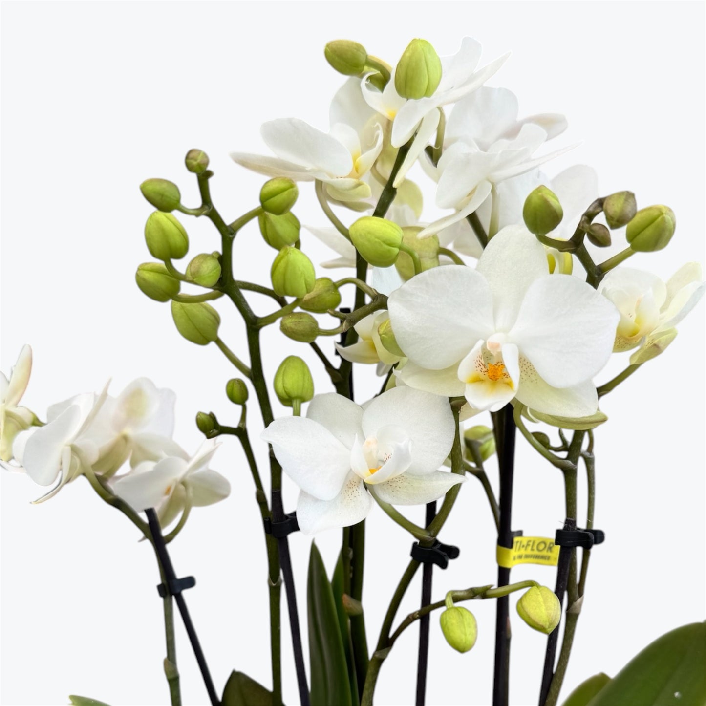 102. SANDRA DOUBLE PLANT – Phalaenopsis Orchid | 10.5cm Nursery Pot | Approx. 40cm Tall