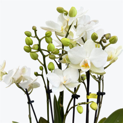 102. SANDRA DOUBLE PLANT – Phalaenopsis Orchid | 10.5cm Nursery Pot | Approx. 40cm Tall
