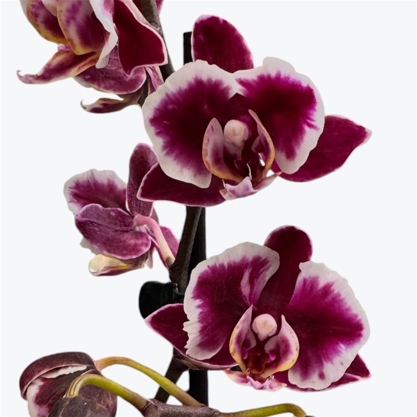 104. Summer Breath – Phalaenopsis Orchid | 12cm Nursery Pot | Approx. 55cm Tall