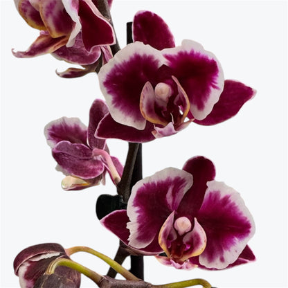 104. Summer Breath – Phalaenopsis Orchid | 12cm Nursery Pot | Approx. 55cm Tall