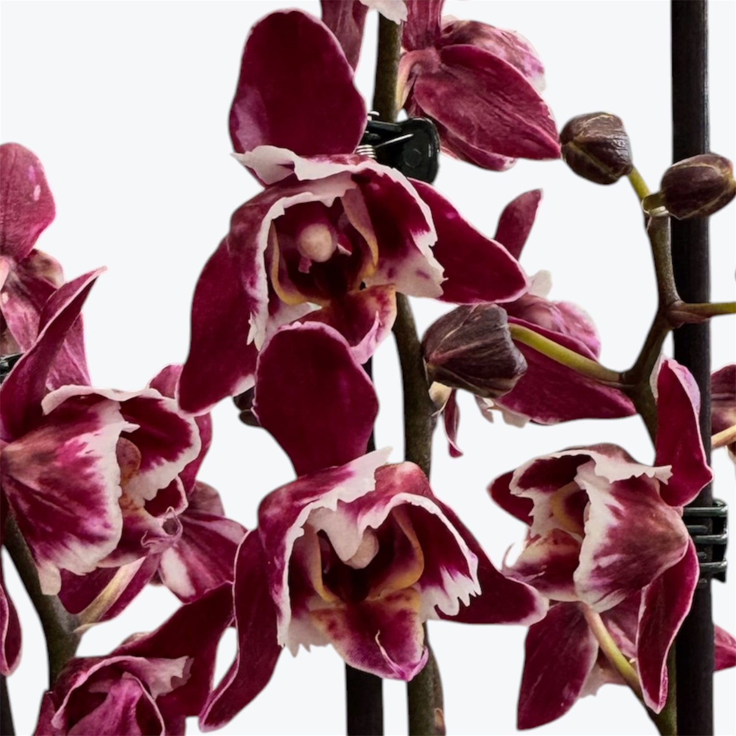 104. Summer Breath – Phalaenopsis Orchid | 12cm Nursery Pot | Approx. 55cm Tall