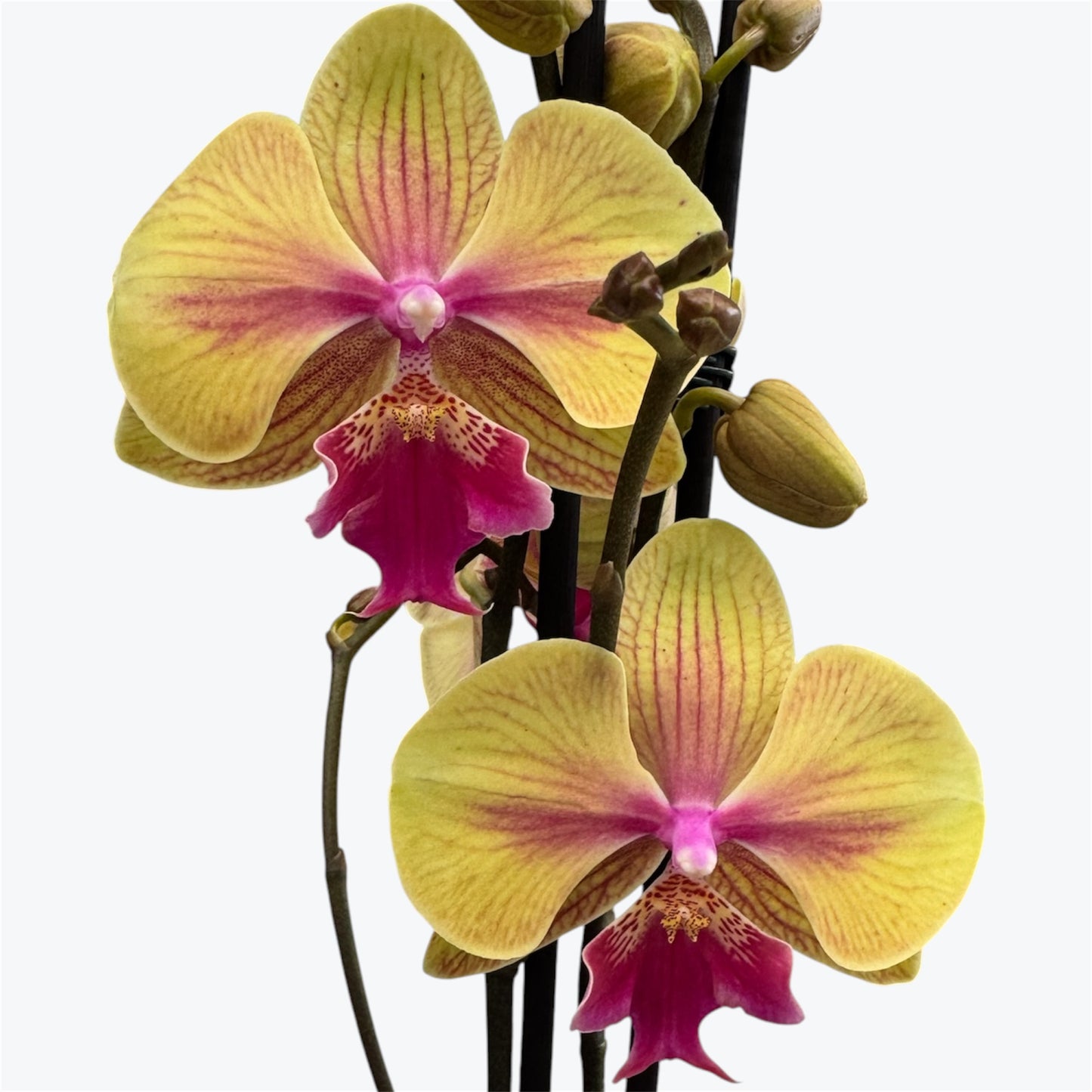 105. Strawberry Milkshake – Phalaenopsis Orchid | 12cm Nursery Pot | Approx. 60cm Tall