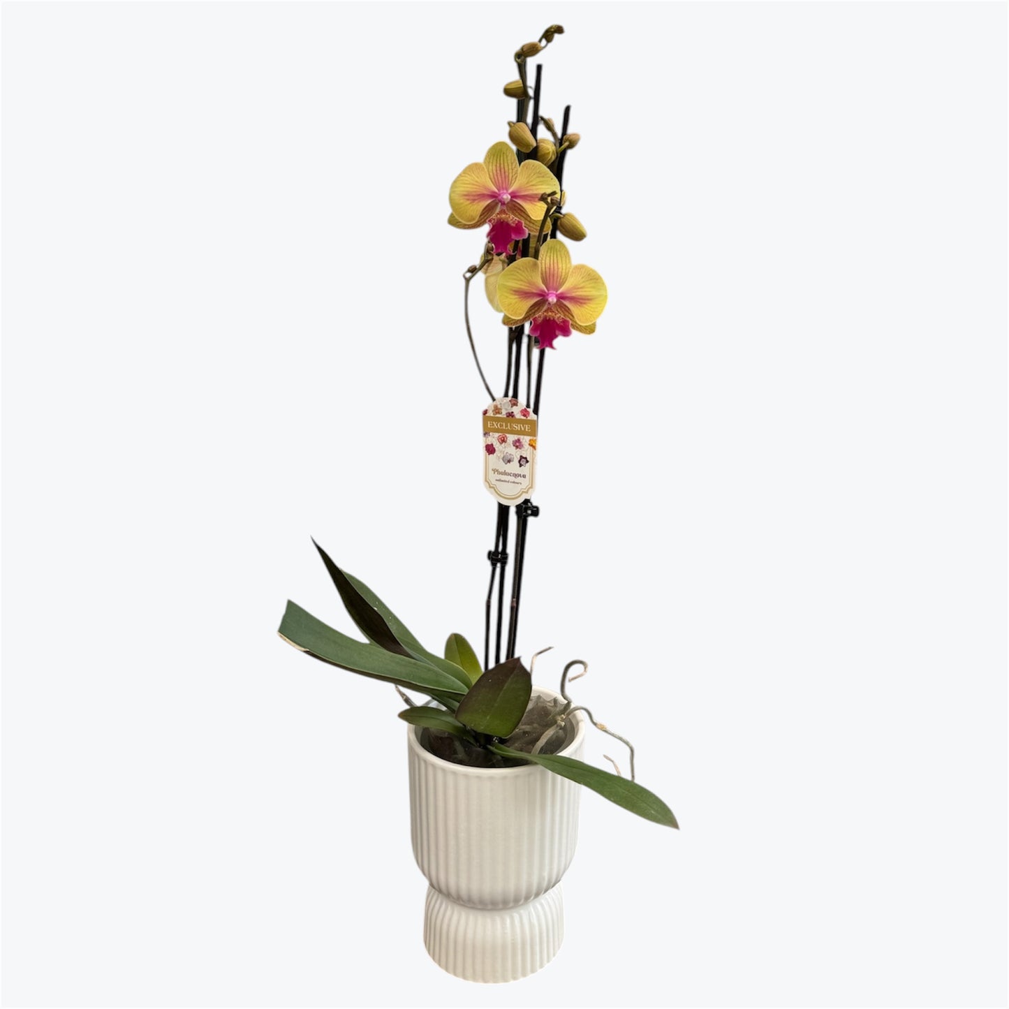 105. Strawberry Milkshake – Phalaenopsis Orchid | 12cm Nursery Pot | Approx. 60cm Tall