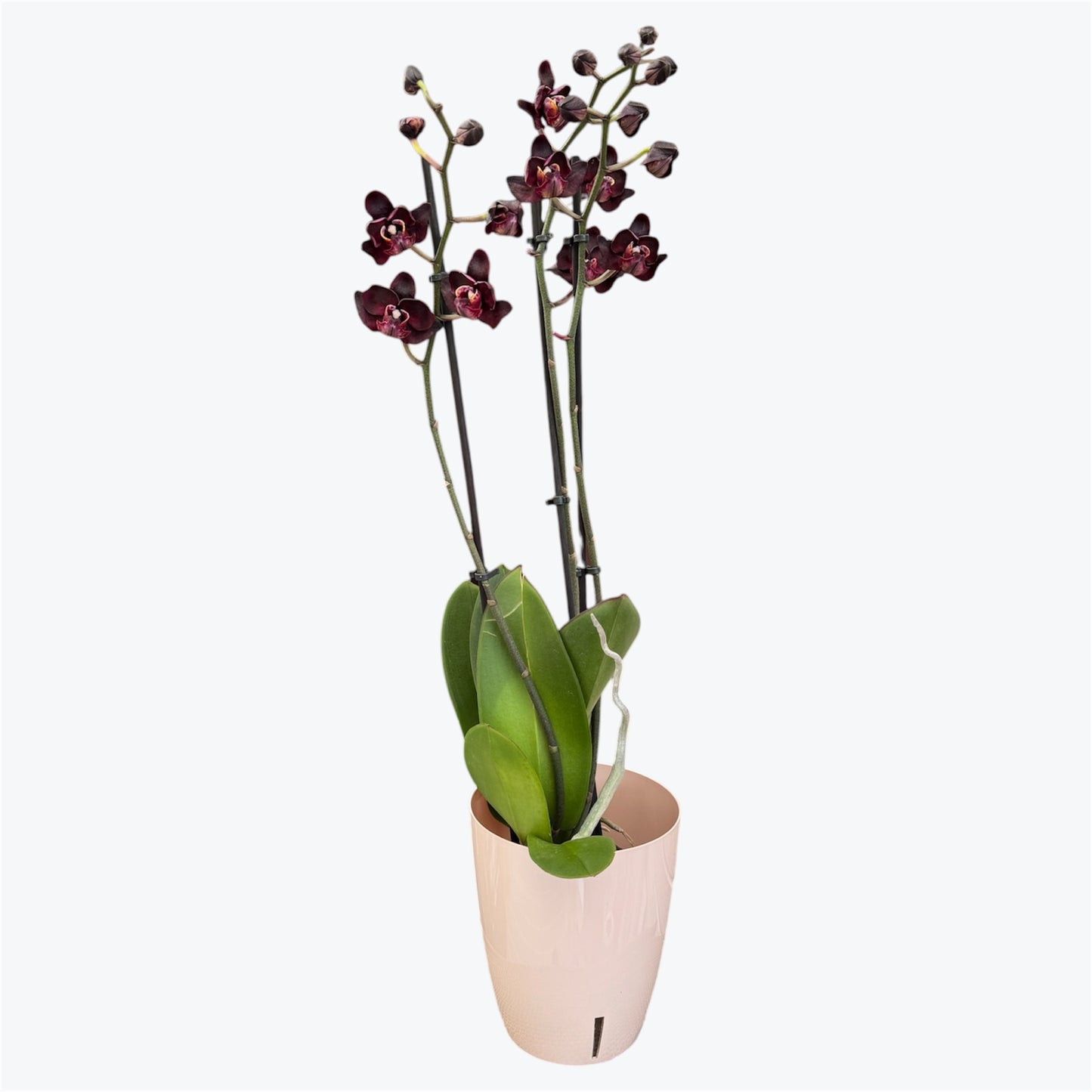 Black Swan – Phalaenopsis Orchid | 12cm Nursery Pot | Approx. 65–70cm Tall