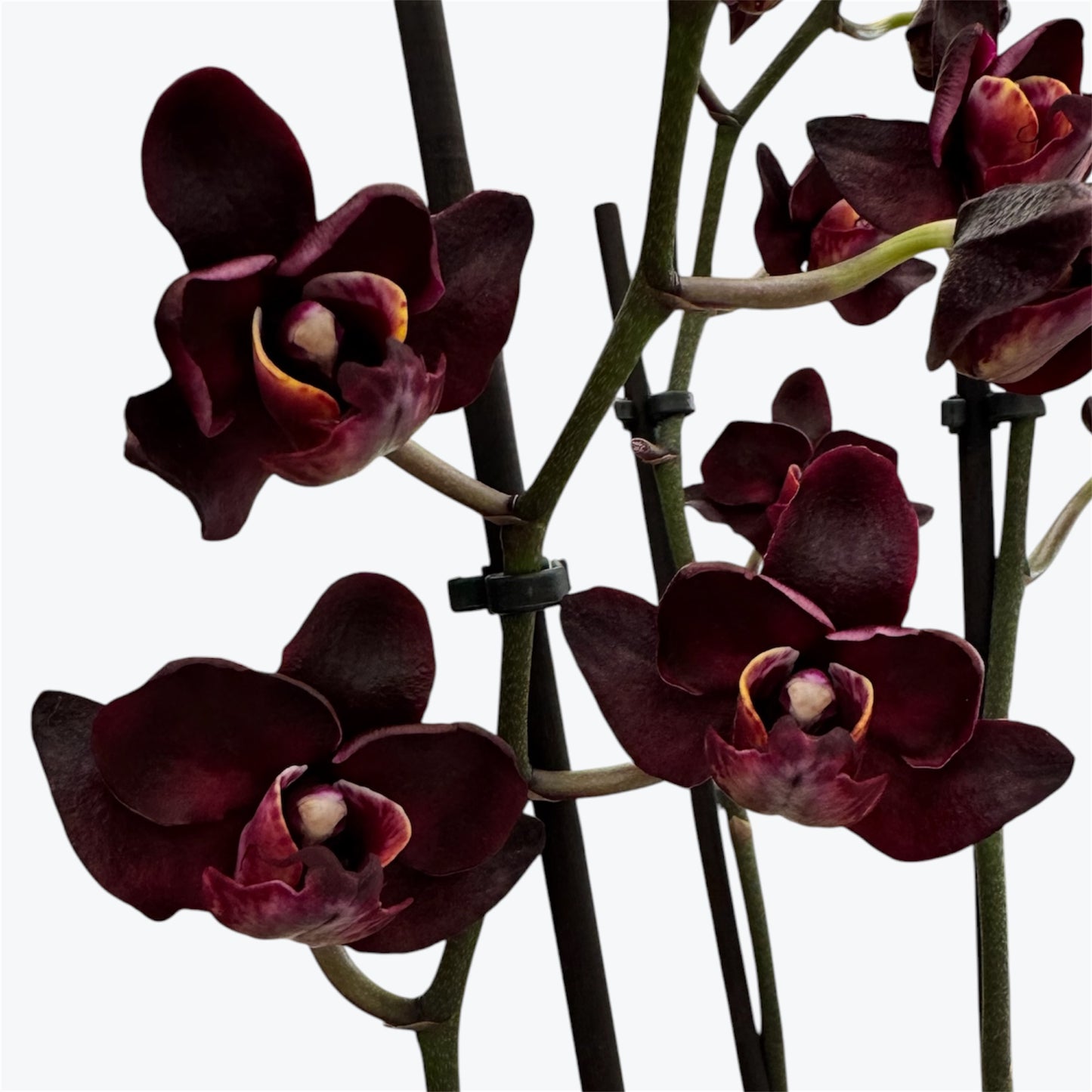 Black Swan – Phalaenopsis Orchid | 12cm Nursery Pot | Approx. 65–70cm Tall