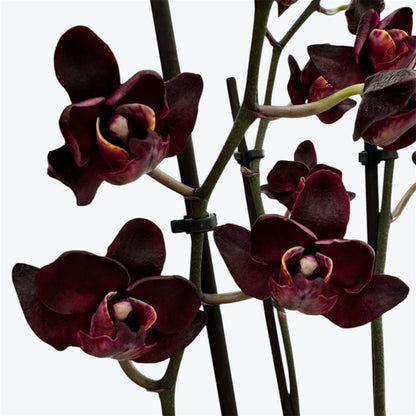 Black Swan – Phalaenopsis Orchid | 12cm Nursery Pot | Approx. 65–70cm Tall